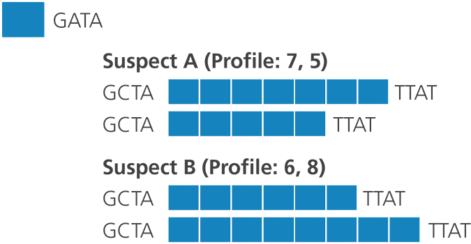 DNA profiling — Science Learning Hub