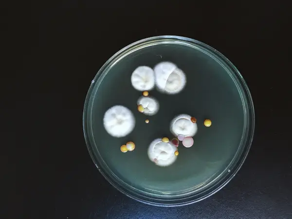 Agar Plate Full Of micro Bacterias Microorganisms